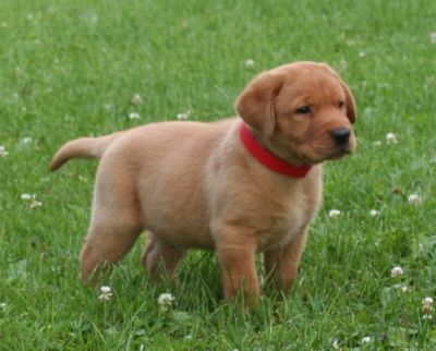 Labrador Retriever Puppies For Sale