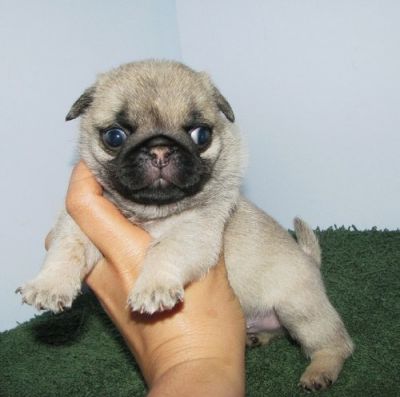Lovely pug puppies ready for re homing