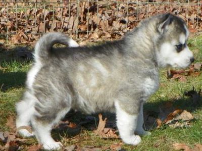 Charming Siberian Husky Puppies For New homes