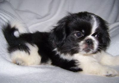 Pekingese puppies