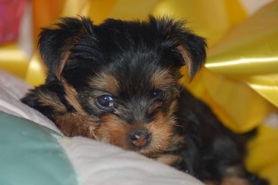 Yorkie puppies available for adoption sms (303) 990-5675