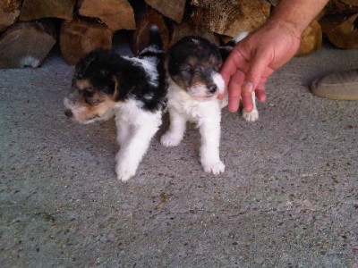 Fox terrier puppies