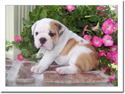 Lovely English bulldog puppies for sale 
