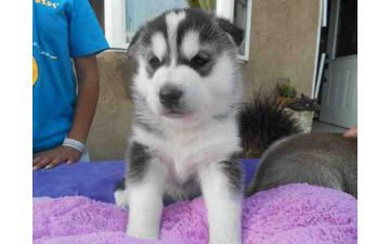 10 WEEKS OLD, Black & WHITE SIBERIAN HUSKY PUPS