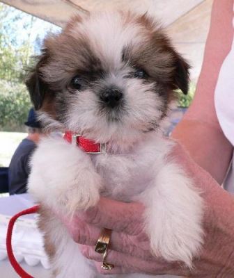 Outstanding Shih Tzu puppies