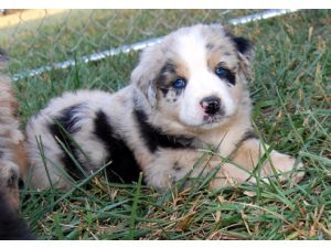 Australian Shepherd for Sale