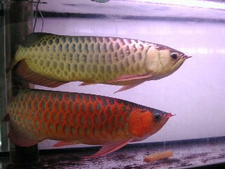 Attractive Super red arowana fish for sale and many other here very cheap !!!!