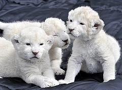 exotic feline white lion cubs and tiger cubs available.