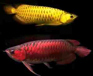 ASIAN RED,SUPER RED AND MANY OTHER AROWANA SPECIES FOR SALE!!!!