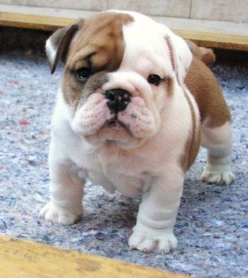 Healthy,Quality puppies @ uniquebulldogpuppies.com