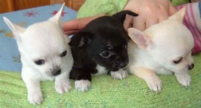 Adorable chihuahua puppies ready for a new home for free.
