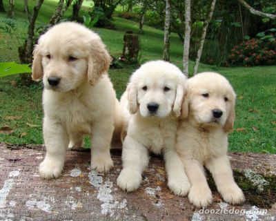 cute Golden Retriever Pups for Cristmas Homes