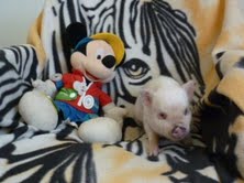 Micro Mini Piglets For  into Lovely Homes,