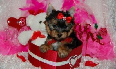 Two Tea Cup Yorkshire Terrier Puppies Available, A Male and Female for new home