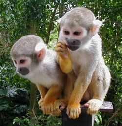 cut squirrel monkeys