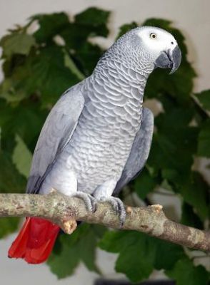 Hyacinth macaws, blue and Gold Macaws ,African Grey and Candle Tested Fertile Parrot Eggs For Sale .