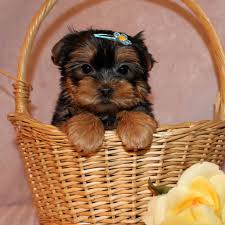 two tiny micro teacup yorkie puppies available