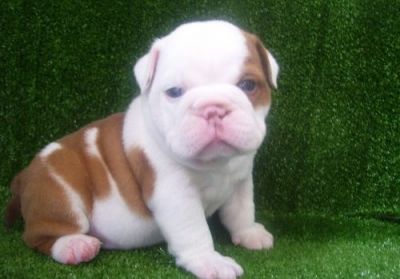 English Bulldog Puppies For Sale ($300)