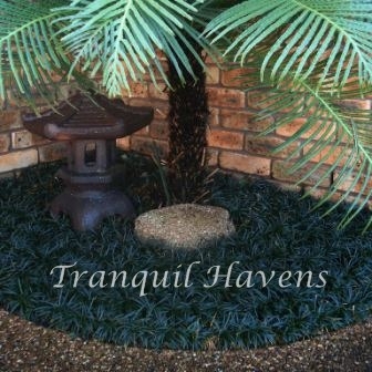 100 Dwarf / Mini Mondo Grass $35.00 Free EXPRESS Post