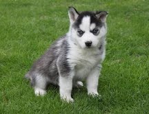 Sweet Siberian husky Puppies ready For sale