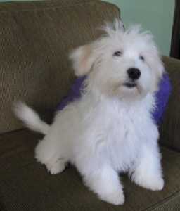 white and lovely maltes for free adoption