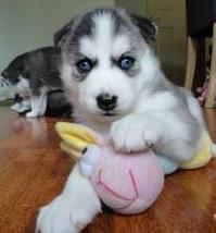 Registered and beautiful blue eyes Siberian husky puppies.