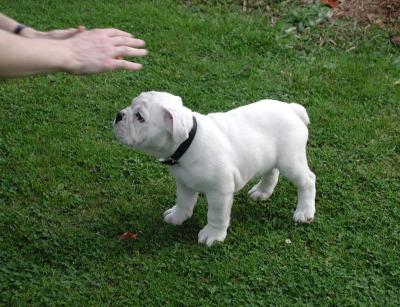 english bulldog puppies for sale