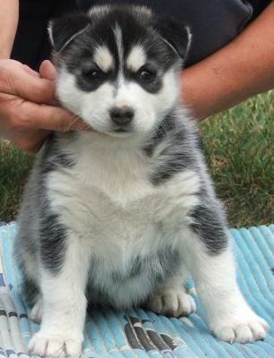 Siberian husky puppies for sale 