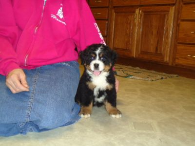 BERNESE MOUNTAIN DOGS Puppies - CHAMPION Blood 