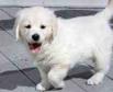 cute Golden Retriever Pups for Cristmas Homes