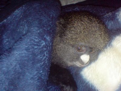 cute baby monkey for adoption