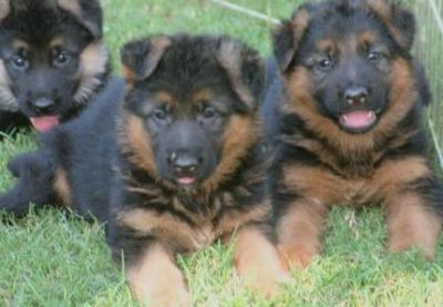 Charming German shepherd Puppies For Sale