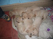 Quality Golden Retriever puppies