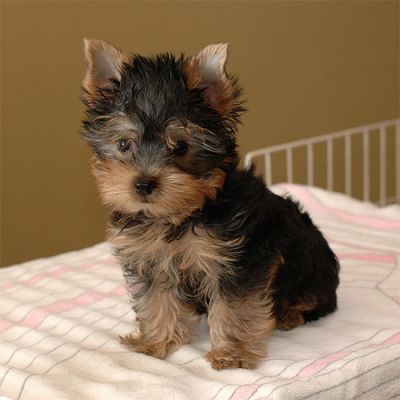 Pedigree Yorkie Puppies For Parties.