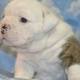 Healthy English Bulldog puppies Avialable 