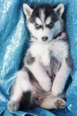 Siberian husky Puppies For Adoption