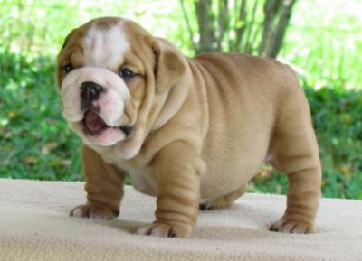 Beautiful Pedigree New Bullie Puppies, Lovingly Home Reared With Children ... for sale.