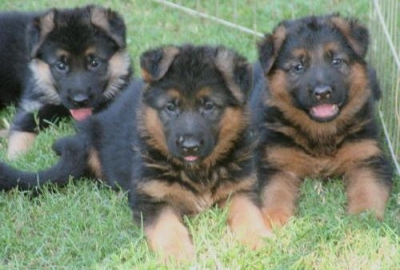 German Shepherd Dog Puppies for Sale
