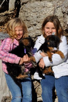  Male German Shepherd For Sale!