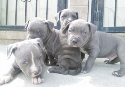 Blue eye American Pit Bull Terrier Puppies
