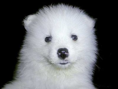 Samoyed Puppies For Sale Now 