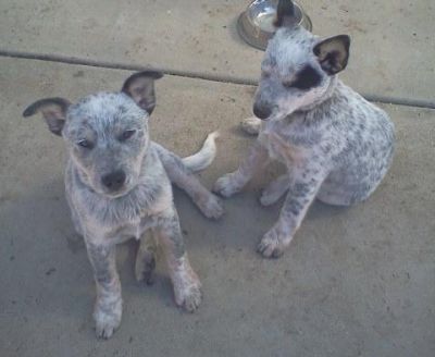 Australian Cattle Dog Puppies for Sal