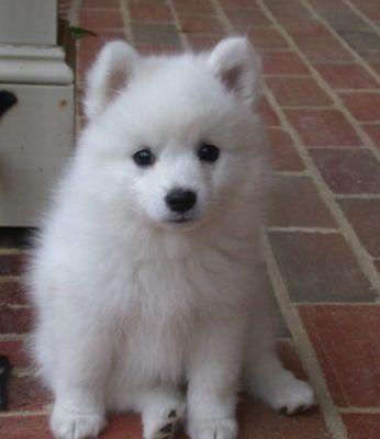 Japanese Spitz puppies for sale