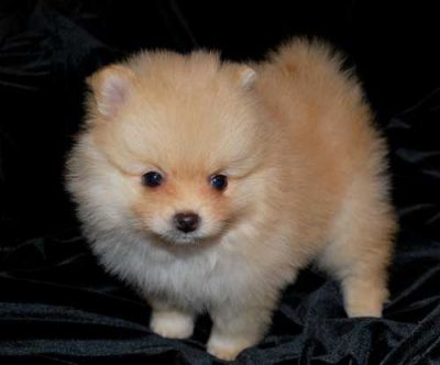 lovely Pomeranian puppies for a caring home for sale