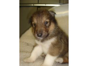 Alaskan Malamute for Sale