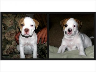 American Bulldog Pups