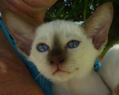 Siamese Kittens Bred By Oramor