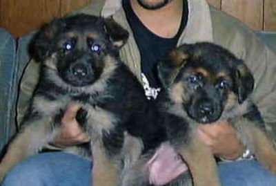 German shepherd puppies available for adoption