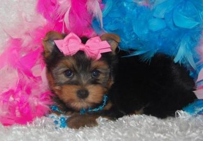 male and female Teacup Yorkie puppies for good homes