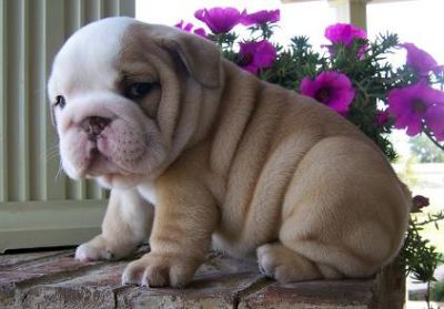 Charming English Bulldog Puppies For Sale
